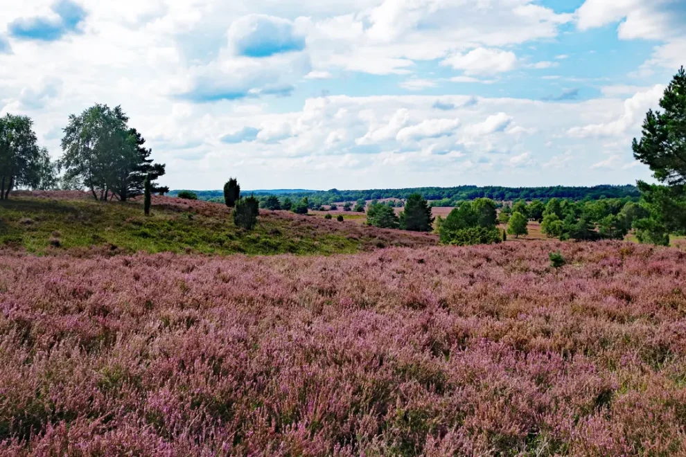 Lüneburger Heide in voller Blüte